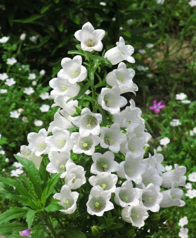 Колокольчик средний (Campanula medium) Колокольчик средний (Campanula medium)
