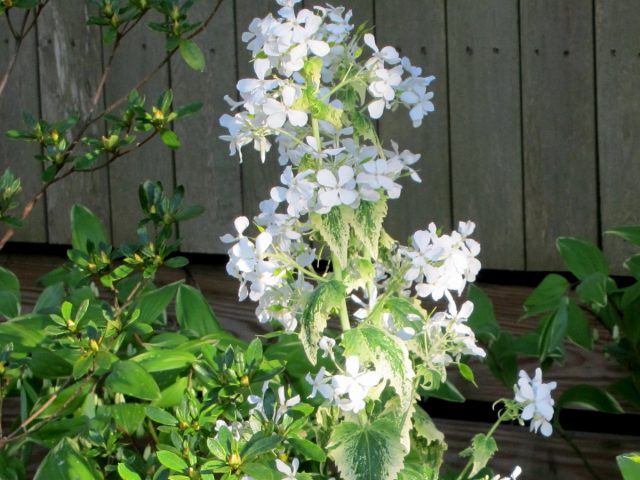 Лунария (Lunaria), сорт «Альба Вариегата» Лунария (Lunaria), сорт «Альба Вариегата»
