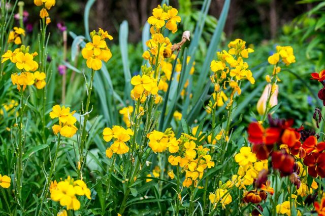 Хейрантус, или Лакфиоль (Cheiranthus) Хейрантус, или Лакфиоль (Cheiranthus)