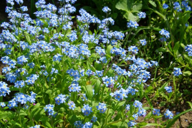 Незабудка (Myosotis) Незабудка (Myosotis)