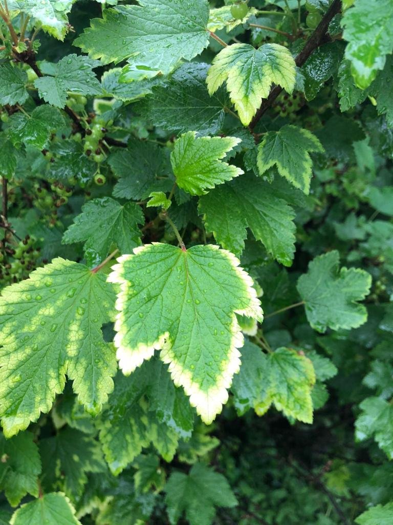 Chto-sluchilos-s-moimi-rasteniaymi-v-sadu-1