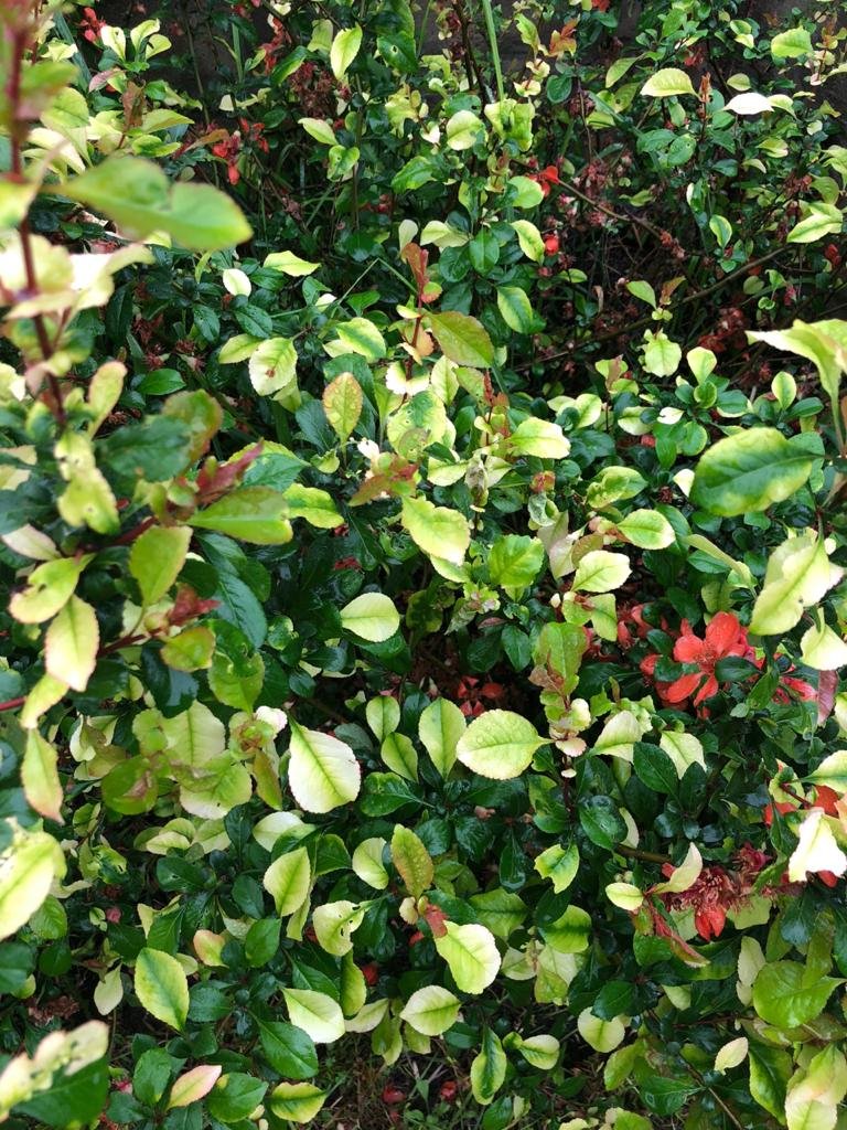 Chto-sluchilos-s-moimi-rasteniaymi-v-sadu-3