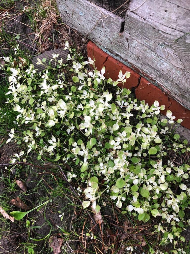 Chto-sluchilos-s-moimi-rasteniaymi-v-sadu-4