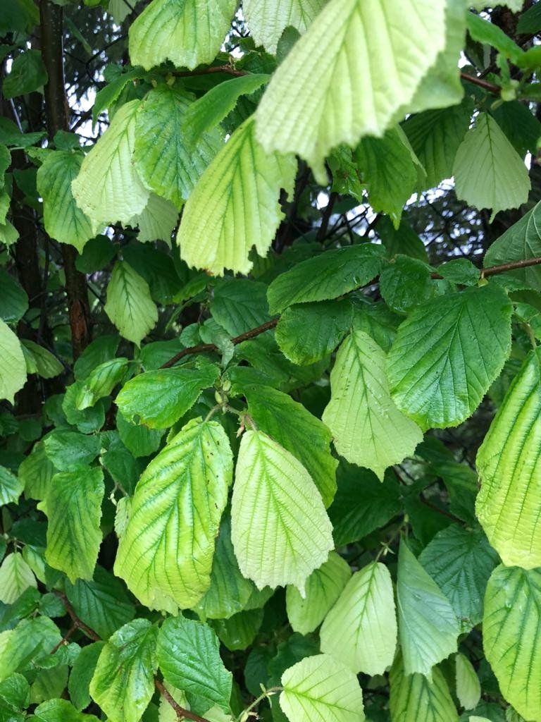 Chto-sluchilos-s-moimi-rasteniaymi-v-sadu-5