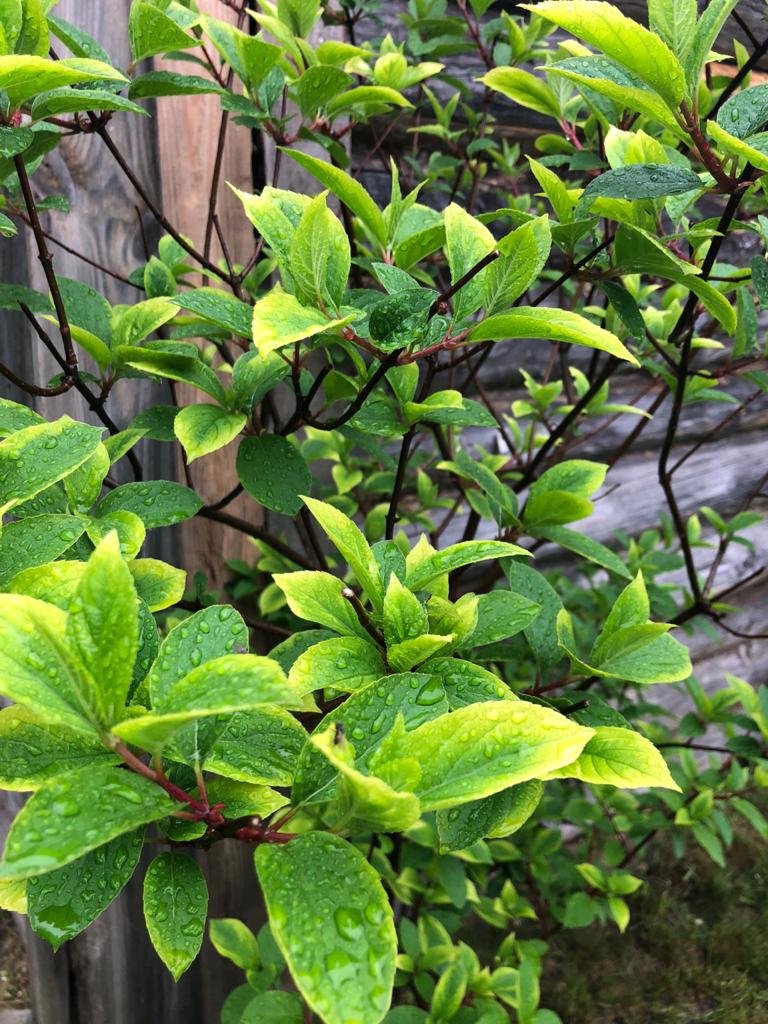 Chto-sluchilos-s-moimi-rasteniaymi-v-sadu-6