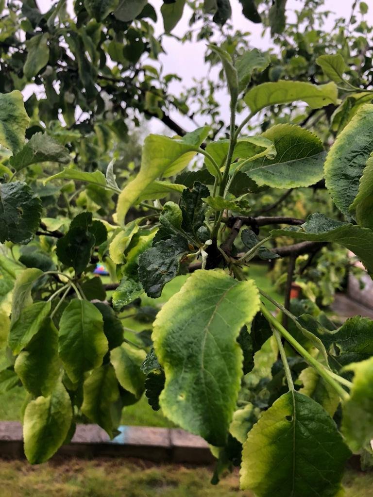 Chto-sluchilos-s-moimi-rasteniaymi-v-sadu-7