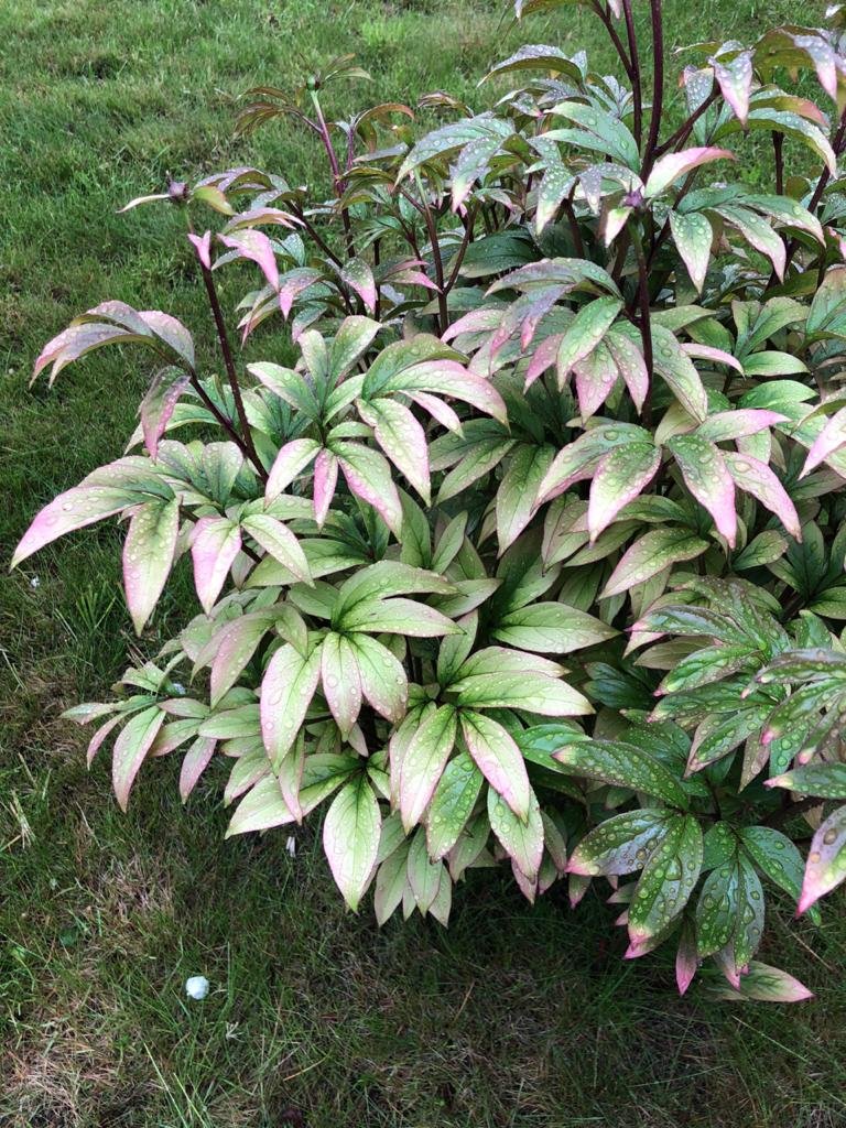 Chto-sluchilos-s-moimi-rasteniaymi-v-sadu-8