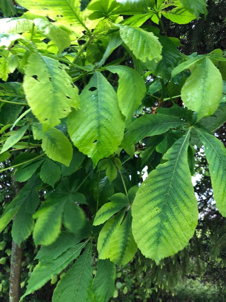 Chto-sluchilos-s-moimi-rasteniaymi-v-sadu-9