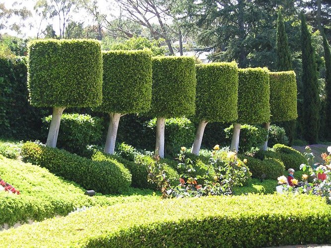 Topiary4