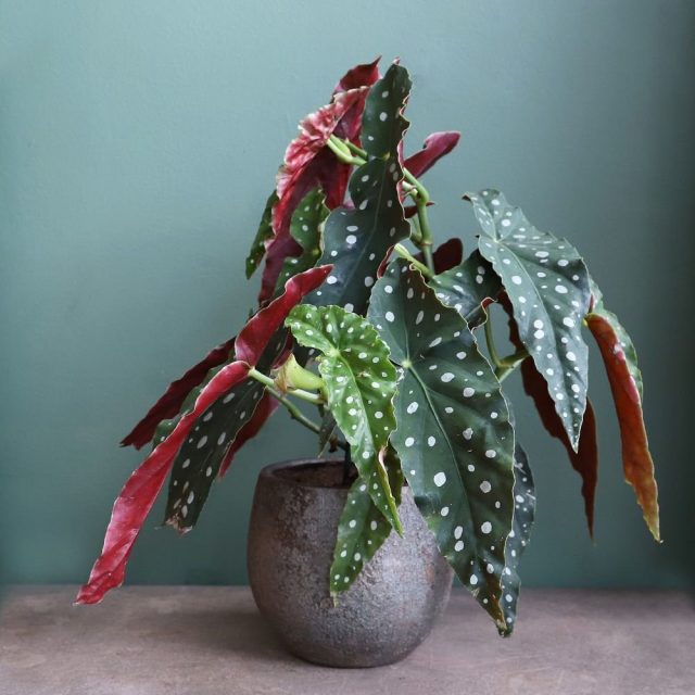 Бегония пятнистая (Begonia maculata) Бегония пятнистая (Begonia maculata)
