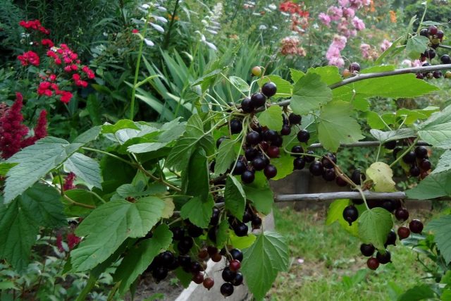 Июль — это массовый сбор ягоды Июль — это массовый сбор ягоды
