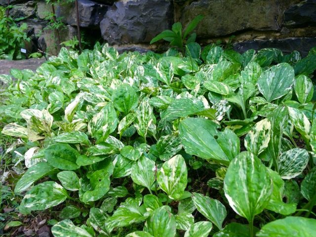 Подорожник «Вариегата» ('Variegata') Подорожник «Вариегата» ('Variegata')
