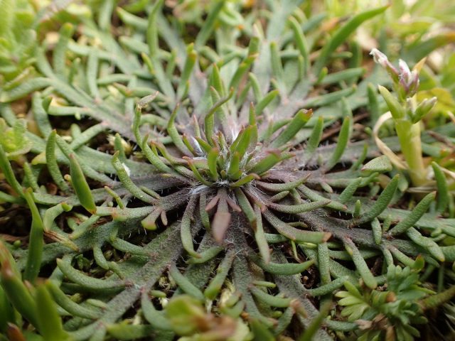 Подорожник оленерогий (Plantago coronopus) Подорожник оленерогий (Plantago coronopus)