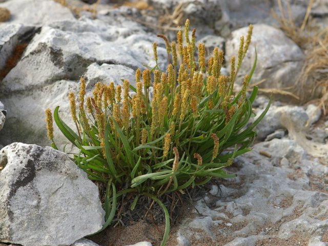Подорожник морской (Plantago maritima) Подорожник морской (Plantago maritima)