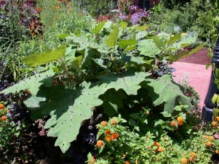 Наранхилла (Solanum quitoense) Наранхилла (Solanum quitoense)