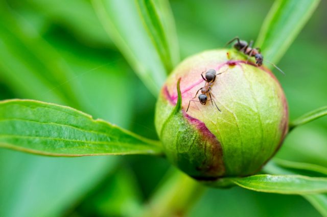 Эти удивительные муравьи — бороться или уживаться?