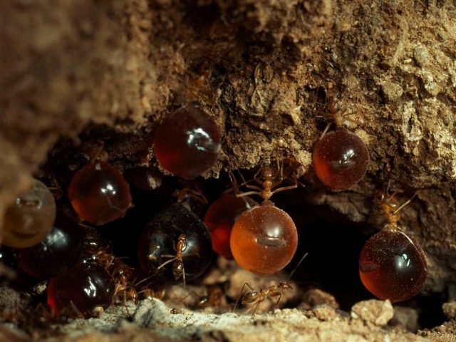 «Медовые бочки» муравьёв