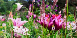 Как эффектно использовать садовые лилии в дизайне сада?