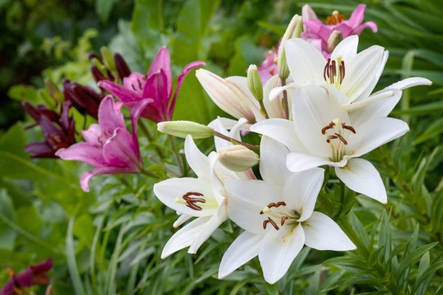 Цветовая гамма лилий (Lilium) включает почти все оттенки цветового спектра Цветовая гамма лилий (Lilium) включает почти все оттенки цветового спектра