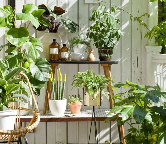 Какие комнатные растения любят пожить летом в саду?