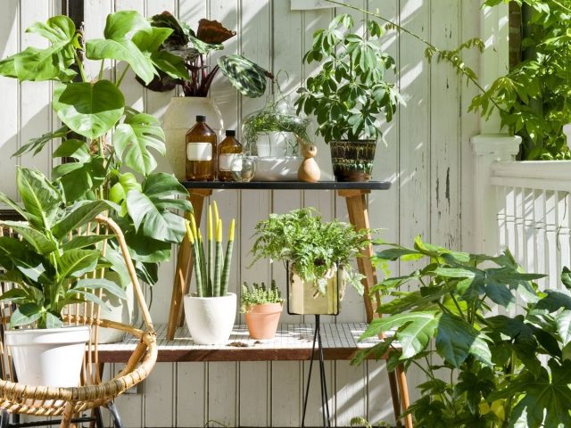 Какие комнатные растения любят пожить летом в саду?