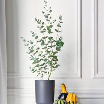 «Серебряный доллар», или Эвкалипт пепельный (Eucalyptus cinerea) «Серебряный доллар», или Эвкалипт пепельный (Eucalyptus cinerea)