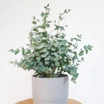 Эвкалипт Гунни (Eucalyptus gunnii) Эвкалипт Гунни (Eucalyptus gunnii)