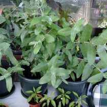 Эвкалипт шаровидный (Eucalyptus globulus) Эвкалипт шаровидный (Eucalyptus globulus)