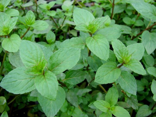Мята перечная (Mentha × piperita) Мята перечная (Mentha × piperita)