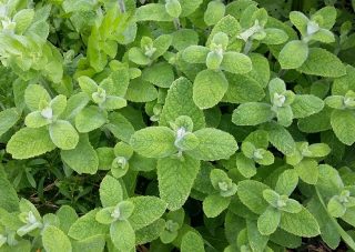 Мята душистая, или Круглолистная (Mentha suaveolens) Мята душистая, или Круглолистная (Mentha suaveolens)