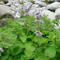 Мята водная (Mentha aquatica) Мята водная (Mentha aquatica)
