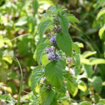 Мята полевая (Mentha arvensis) Мята полевая (Mentha arvensis)