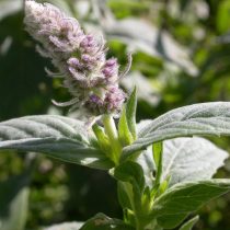 Мята длиннолистная (Mentha longifolia) Мята длиннолистная (Mentha longifolia)