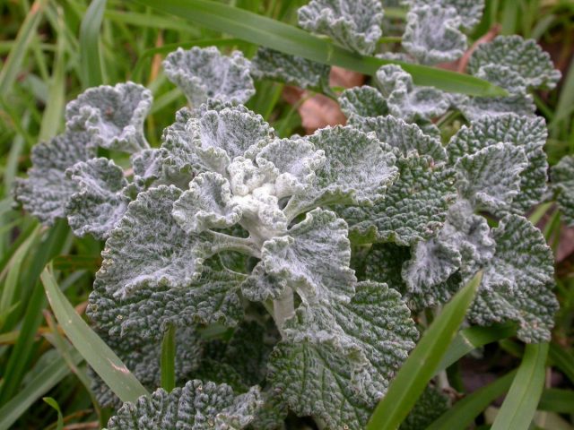 Шандра, или Конская мята (Marrubium vulgare) Шандра, или Конская мята (Marrubium vulgare)