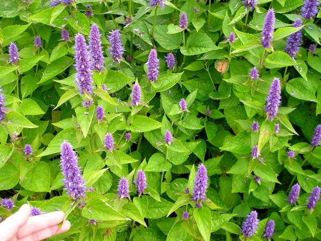 Лофант анисовый (Agastache foeniculum) Лофант анисовый (Agastache foeniculum)
