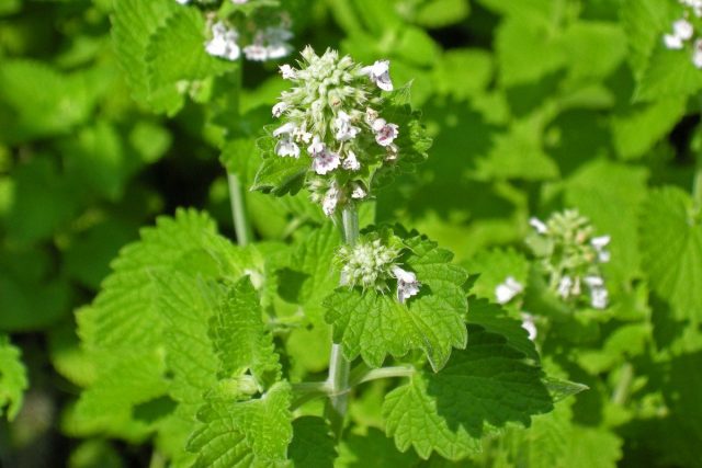 Котовник кошачий, или кошачья мята (Nepeta cataria) Котовник кошачий, или кошачья мята (Nepeta cataria)