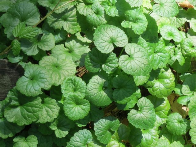 Будра плющевидная, или собачья мята (Glechoma hederacea) Будра плющевидная, или собачья мята (Glechoma hederacea)