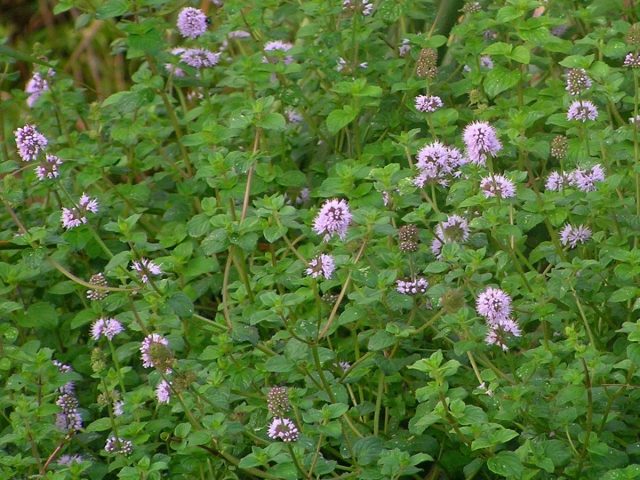 Мята болотная (Mentha pulegium) Мята болотная (Mentha pulegium)