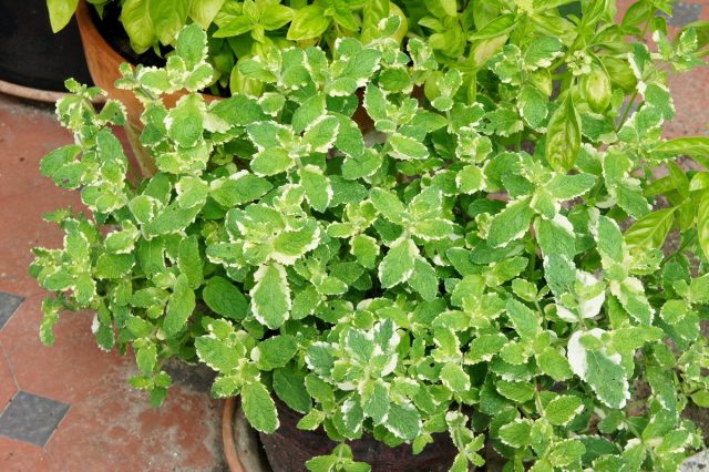 Мята ананасная 'Variegata' (Mentha rotund if о На variegata) Мята ананасная 'Variegata' (Mentha rotund if о На variegata)