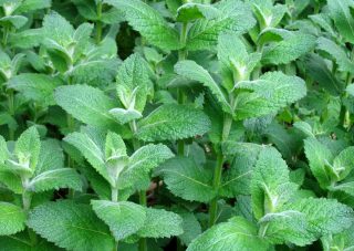 Мята яблочная, или кондитерская (Mentha rotundifolia) Мята яблочная, или кондитерская (Mentha rotundifolia)