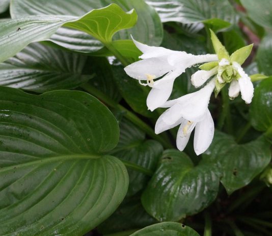 Любоваться или съесть? О вкусной и полезной... хосте!