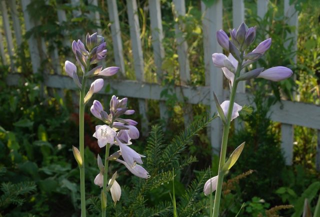 Сиреневые цветки хосты Форчуна (Hosta fortunei) находят особенно вкусными Сиреневые цветки хосты Форчуна (Hosta fortunei) находят особенно вкусными