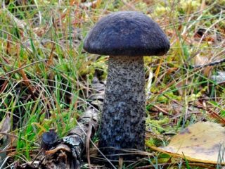 Подберёзовик чёрный (Leccinum melaneum) Подберёзовик чёрный (Leccinum melaneum)