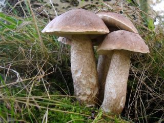 Подберёзовик жестковатый (Leccinum duriusculum) Подберёзовик жестковатый (Leccinum duriusculum)