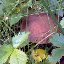 Подберёзовик обыкновенный (Leccinum scabrum) Подберёзовик обыкновенный (Leccinum scabrum)