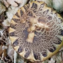 Грабовик, или Подберёзовик серый (Leccinum griseum) Грабовик, или Подберёзовик серый (Leccinum griseum)