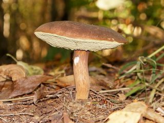 Польский гриб (Imleria badia)