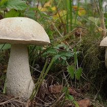 Подберёзовик болотный (Leccinum holopus) Подберёзовик болотный (Leccinum holopus)