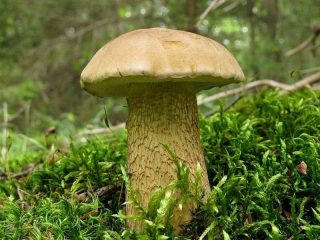 Горчак (Tylopilus felleus) Желчный гриб, или Горчак (Tylopilus felleus)