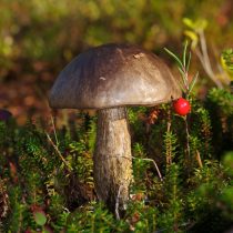 Подберёзовик разноцветный (Leccinum variicolor) Подберёзовик разноцветный (Leccinum variicolor)